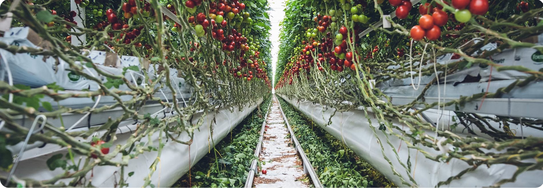 Rows of vine tomatoes on a rail track the robotic gantry harvests along