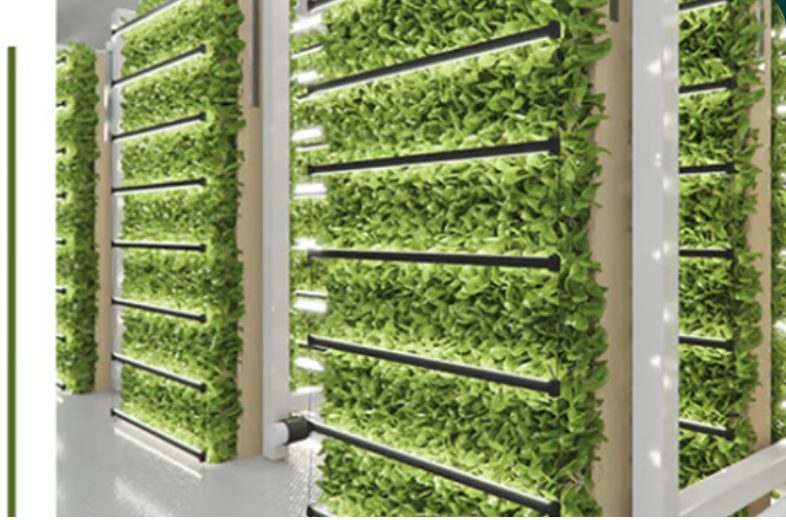 Vertical growing walls of leafy greens lit by LED grow-bars